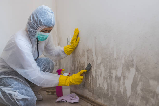 Best Mold Cleaning Services  in Godley, TX