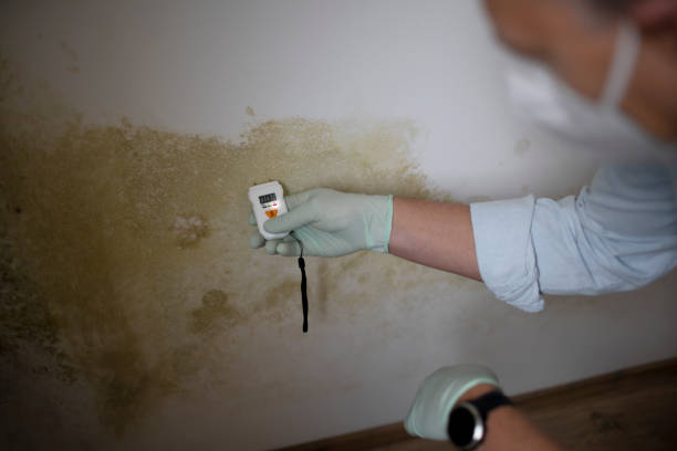 Best Emergency Mold Removal  in Godley, TX