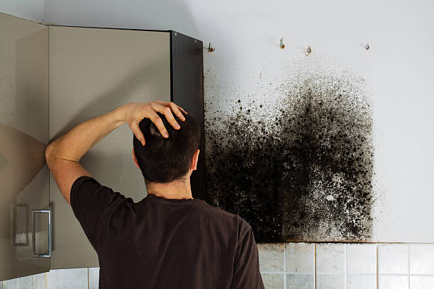 Reliable Godley, TX Mold Removal Solutions